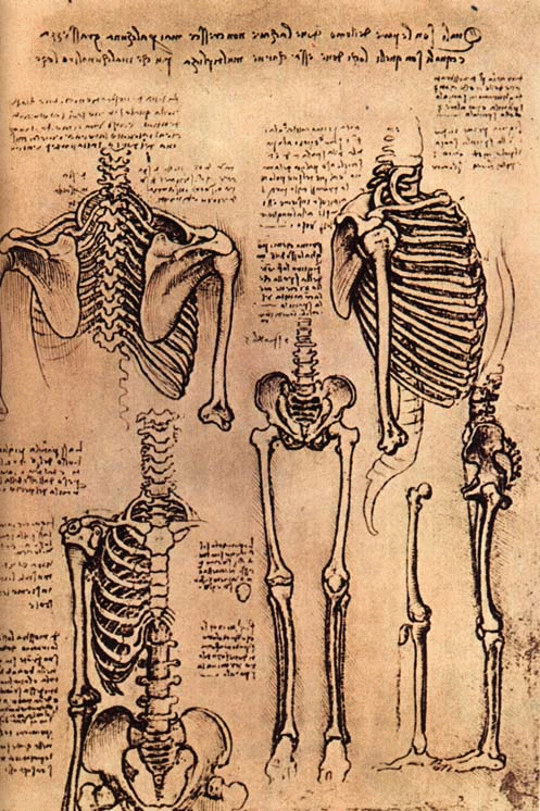 Leonardo Da Vinci's Anatomical Drawings